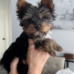 Boy 3 - male Yorkshire Terrier puppy in West Fargo, North Dakota from A Yorkie Tale