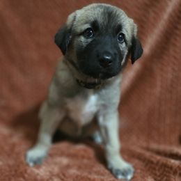 Moon - Fawn female Anatolian Shepherd Dog puppy in Drop Off To You, Florida from Florida Anatolian Shepherds