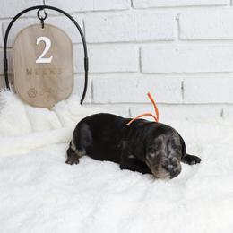 Zurg - Merle male Labradoodle puppy in Bryantown, Maryland from Doodles on Duty
