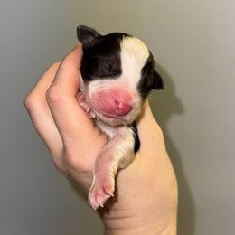 RTM - Red tri-color male Australian Shepherd puppy in Anniston, Alabama from All Hale Aussies