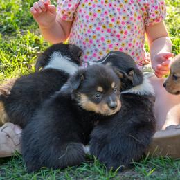 AZRIEL- BLUE - Black and tan male Pembroke Welsh Corgi puppy in Keene, Texas from Texas Fluff Butts and Friends