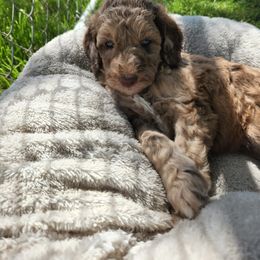 Goldendoodle Puppies from Angel's Doodles