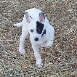 Australian Cattle Dog All Grown Up from Woodin Farms