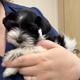 Panda - Parti male Miniature Schnauzer puppy in Sandy, Utah from Mini Schnauzers