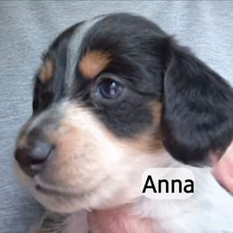 Anna - Piebald female Dachshund puppy in Bangs, Texas from Lickin'bach Miniature Dachshunds