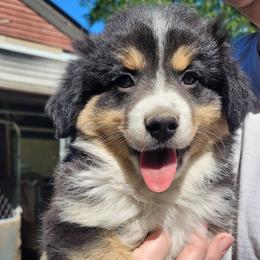 Minnie - Black tri female Miniature Australian Shepherd puppy in Conneaut, Ohio from J&K Mini Aussies and Golden Retrievers