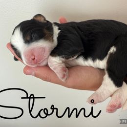 Stormi - female Australian Mountain Doodle puppy in Chattanooga, Tennessee from Scenic City Doodles