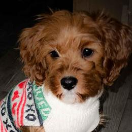 Matilda - Red female Cavapoo puppy in Maple Grove, Minnesota from Honey Bit Kennels