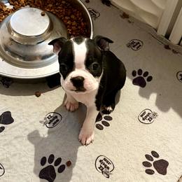 Boy five - Black brindle and white male Boston Terrier puppy in Georgia from KD’s K9 Oasis