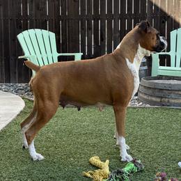 Boxers and French Bulldogs from The Bakery