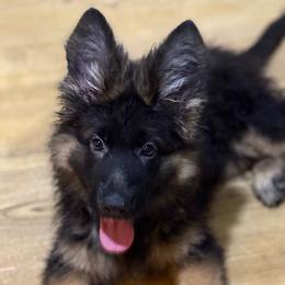 Red collar - Black and red female German Shepherd puppy in Melrose, Massachusetts from Farrenhaus