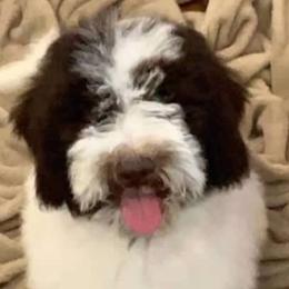 Coop - Goldendoodle