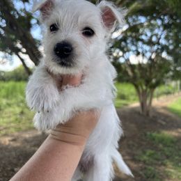 Girl 3 - White female West Highland White Terrier puppy in Cullman, Alabama from Twin Lake Westies