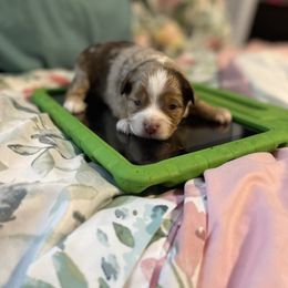 Toy Australian Shepherd Puppies from Loyal Litters Toy Australian Shepherds