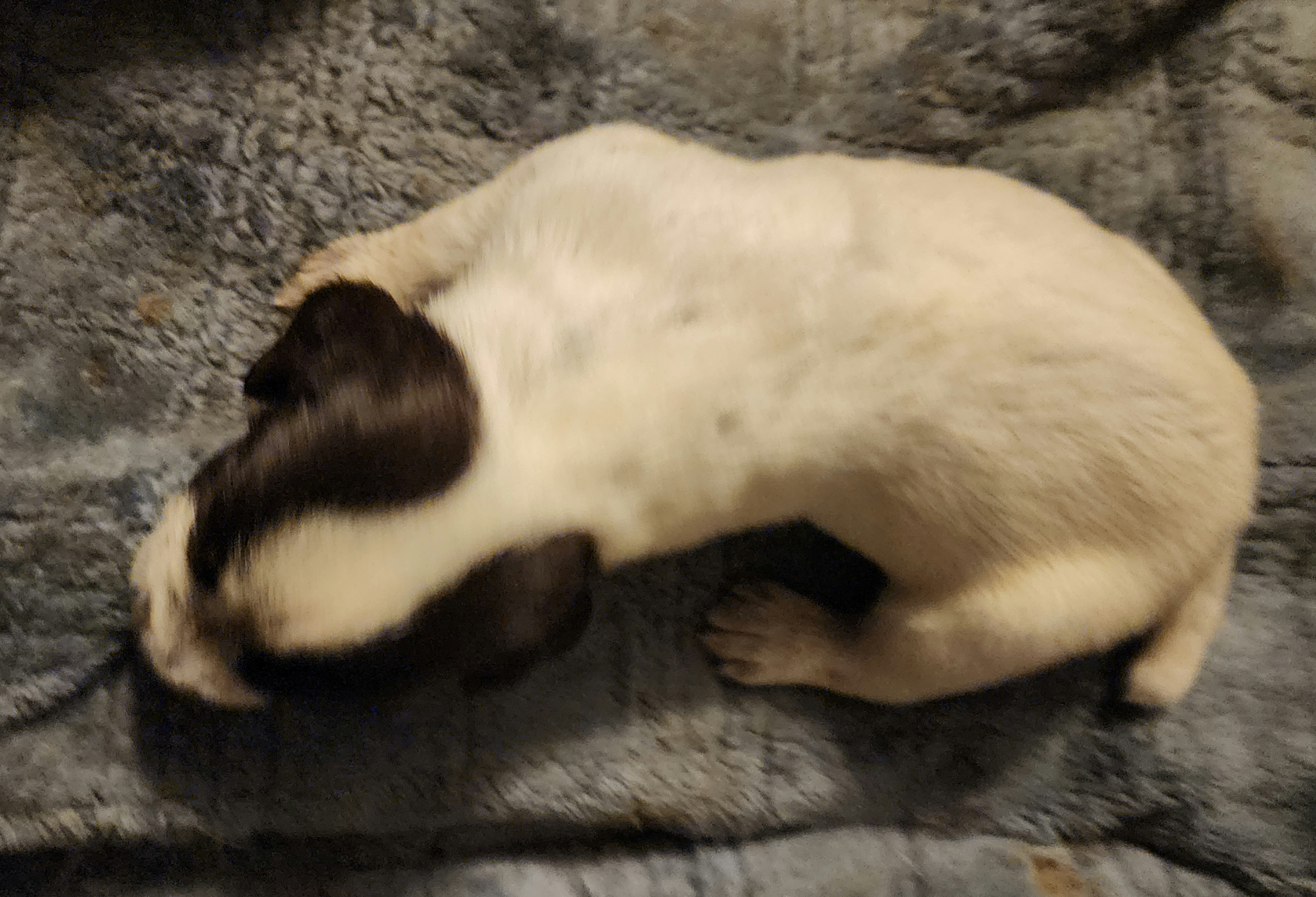Boy 2 - Liver and white German Wirehaired Pointer puppy in Wellston, Ohio from Blue Line GWPs