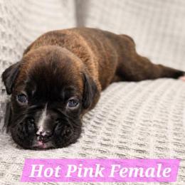 Girl 4 - Brindle female Boxer puppy in Howey In The Hills, Florida from Bayla Belle & Blossom's Boxers