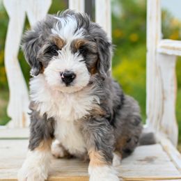 Aussiedoodle, Bernedoodle, Goldendoodle, and Irish Doodle Puppies from Sun Valley Goldendoodles