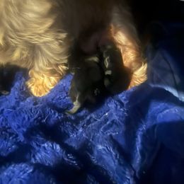 Bella - Black female Scottish Terrier puppy in San Diego (Jamul), California from Lee Valley Scotties