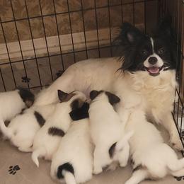 Minnie - Papillon