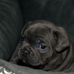 French Bulldog Puppies from Emerald City Blue Frenchies