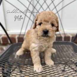 Millie - Apricot female Goldendoodle puppy in Rienzi, Mississippi from Saddle Hill Farms