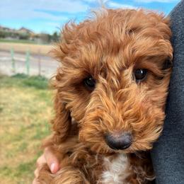Pooh - Red and white male Cockapoo puppy in Adrian, Oregon from ApplebyFarm
