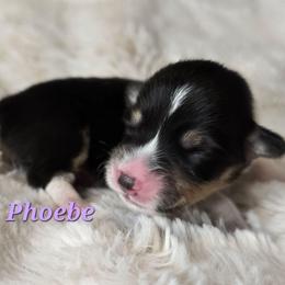 Phoebe - Black and tan female Pembroke Welsh Corgi puppy in Lake Elsinore, California from Rose Petal Corgis
