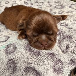 Kallum - Chocolate male Shih Tzu puppy in Orange, California from Shih Tzu Hauz