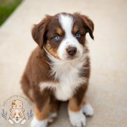 Cocoa - Red tri female Miniature Australian Shepherd puppy in Hearne, Texas from Wigglebutts Unlimited