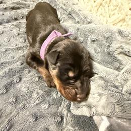 Amelia - Black and rust female Doberman Pinscher puppy in Boyd, Texas from Team Feem Breeders
