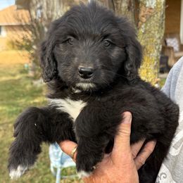 Coal - Black and white male Aussiedoodle puppy in Grove, Oklahoma from Dollface Aussies
