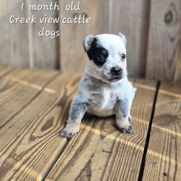 Girl 3 - Blue female Australian Cattle Dog puppy in Monroe, North Carolina from Creek View Cattle Dogs