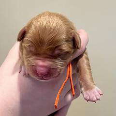 Abbott - Red gold male Nova Scotia Duck Tolling Retriever puppy in Albany, New York from Sardonyx Canines