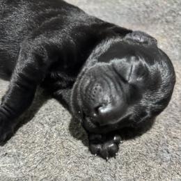 Bosco - Black male Labrador Retriever puppy in Mount Olive, Mississippi from 3 King Kennels