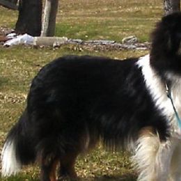 Shetland Sheepdogs from Golden W Kennels