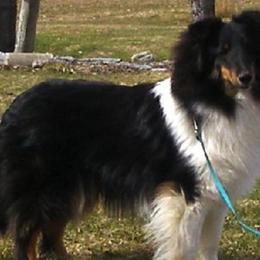 Shetland Sheepdogs from Golden W Kennels