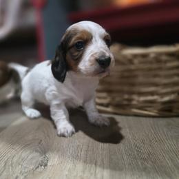 Dacher - Piebald male Dachshund puppy in Otisville, Michigan from Green Thumb Farms