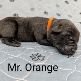 Mr. Orange - Black male Labrador Retriever puppy in Lebanon, Pennsylvania from Robertson's Retrievers and Doodles