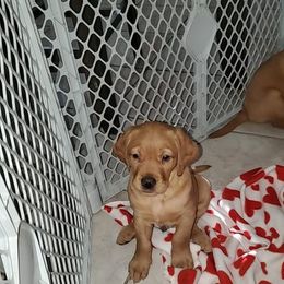 Labrador Retrievers from Hollingsworth Fox Reds