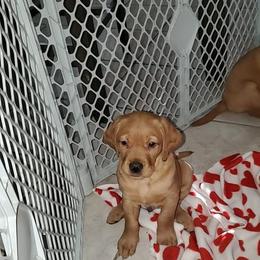 Labrador Retrievers from Hollingsworth Fox Reds