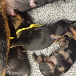 Girl 4 - Black and rust female Beauceron puppy in Henderson, Nevada from Joie de Vie Beaucerons