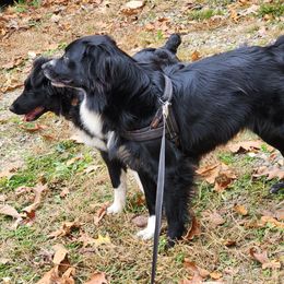 Storm - Australian Shepherd