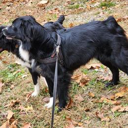 Storm - Australian Shepherd