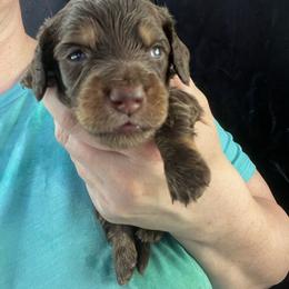 Beau, now Stevie - Chocolate and tan male Dachshund puppy in Bigfork, Minnesota from Dachshunds Up North