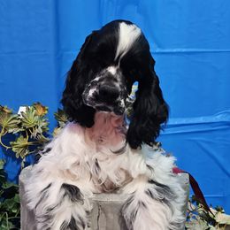 Girl 2 - Cocker Spaniel puppy in Peoria, Arizona from Stand Alone Cockers