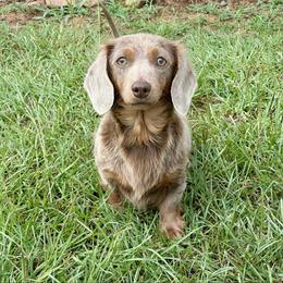 Lainey - Dachshund