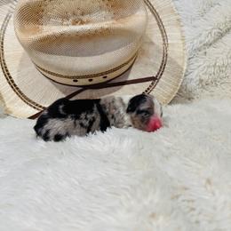 'Titan' - Blue merle male Australian Shepherd puppy in Durand, Wisconsin from Larson’s Legacy Aussome Aussie Kennels