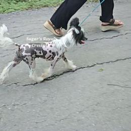 Dolly - Chinese Crested