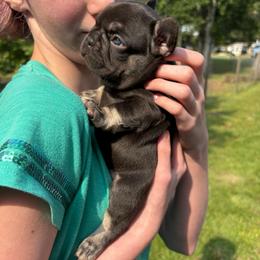 Lilly - Liver female French Bulldog puppy in Houston, Alabama from Orderofthebulldogs, LLC