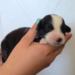 Mojito - Black tri-color female Aussiedoodle puppy in Lithia, Florida from Waterford Doodle Farm